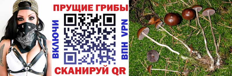 Галлюциногенные грибы Cubensis  Купить  Великий Устюг 